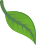 A green leaf